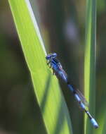 Image of Big Bluet