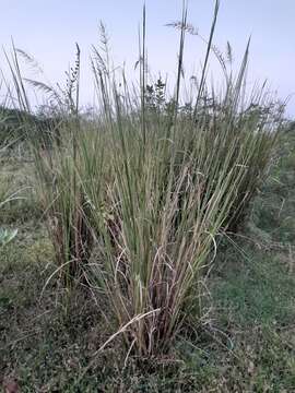 Vetiver resmi