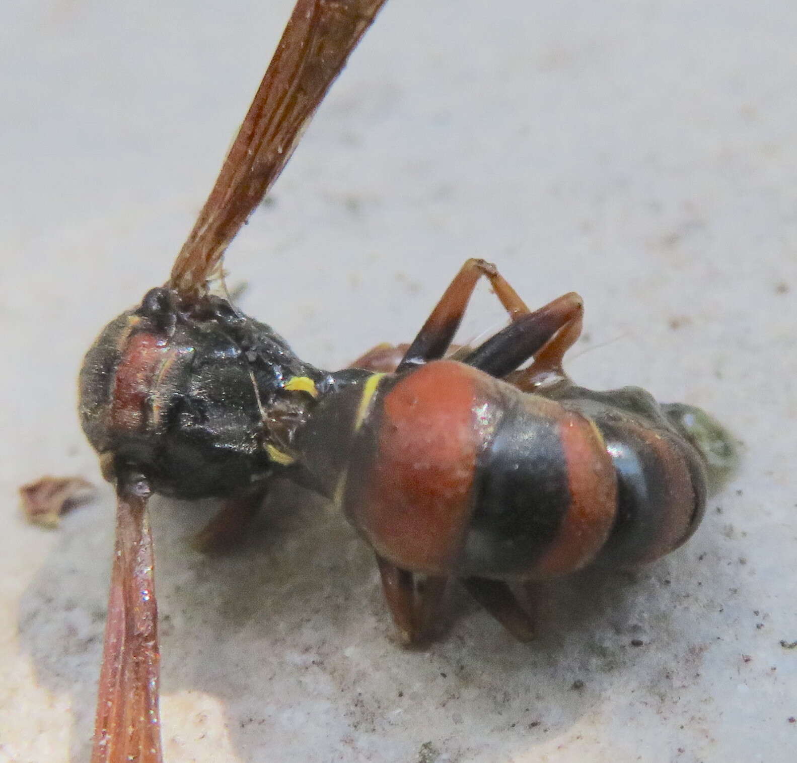 Image of <i>Polistes <i>humilis</i></i> humilis