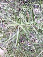 Image of Bonellia macrocarpa subsp. pungens (A. Gray) B. Ståhl & Källersjö