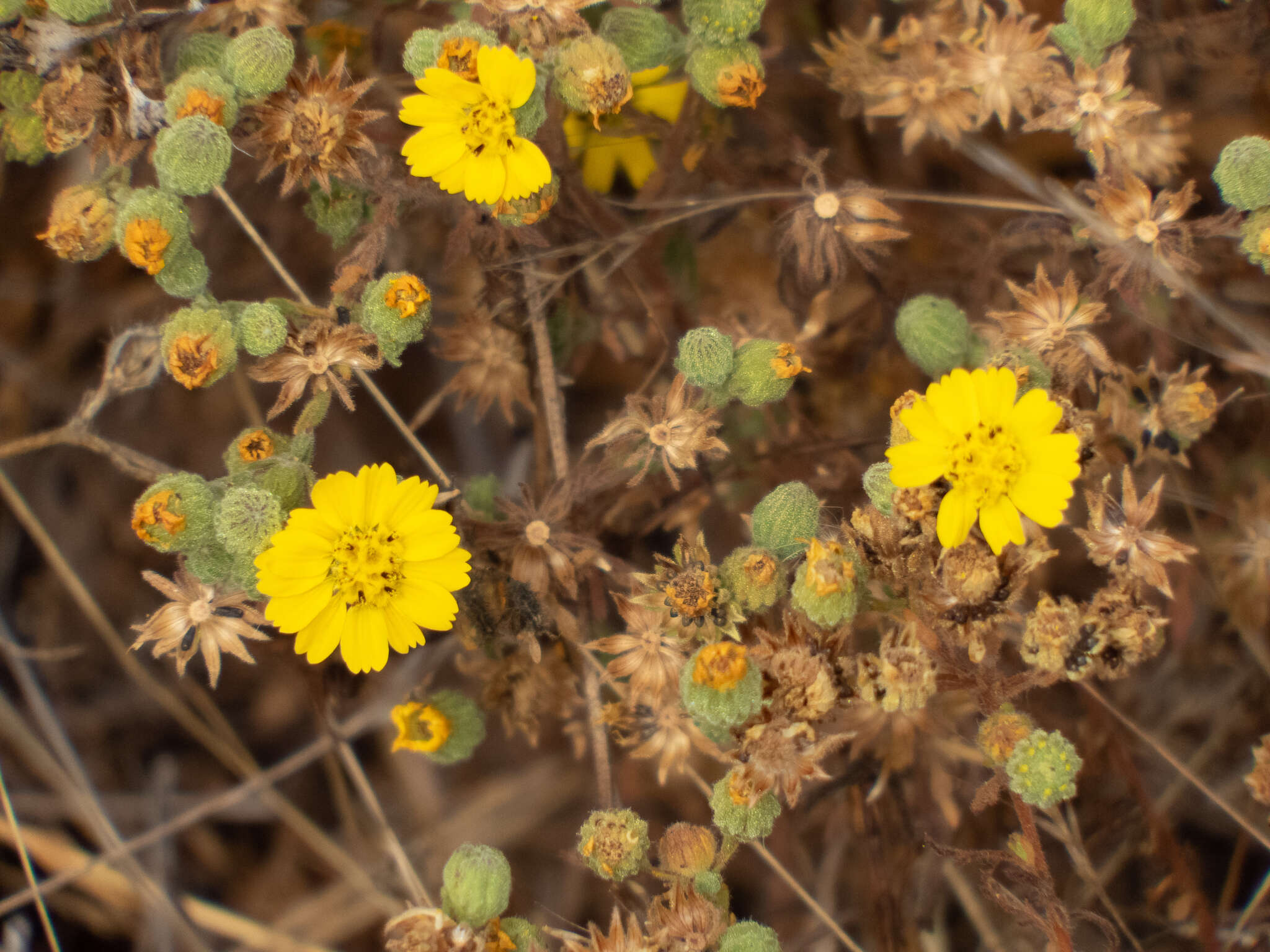 Image de Deinandra corymbosa (DC.) B. G. Baldwin