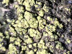 Lecanora epanora (Ach.) Ach. resmi