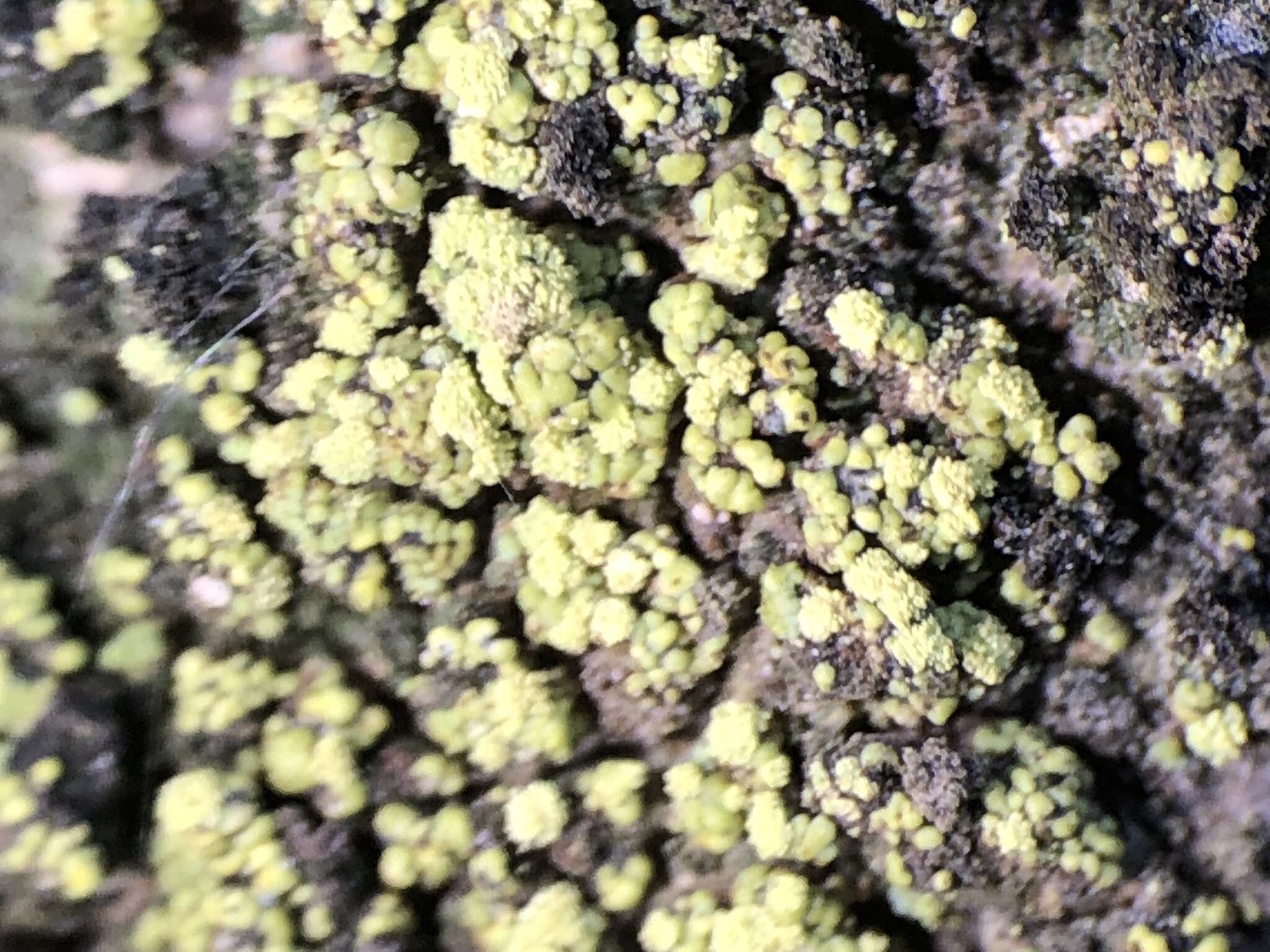 Image of rim lichen