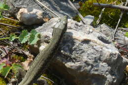 Image of Podarcis muralis muralis (Laurenti 1768)