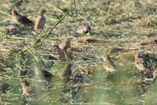 Passer domesticus bactrianus Zarudny & Kudashev 1916 resmi