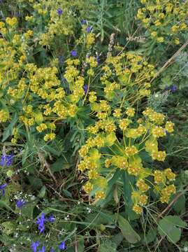 Image of Euphorbia stepposa Zoz ex Prokh.