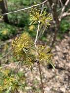 Plancia ëd Cornus officinalis Siebold & Zucc.