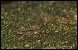 Isometrus thurstoni Pocock 1893 resmi