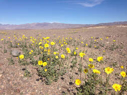 Image of hairy desertsunflower