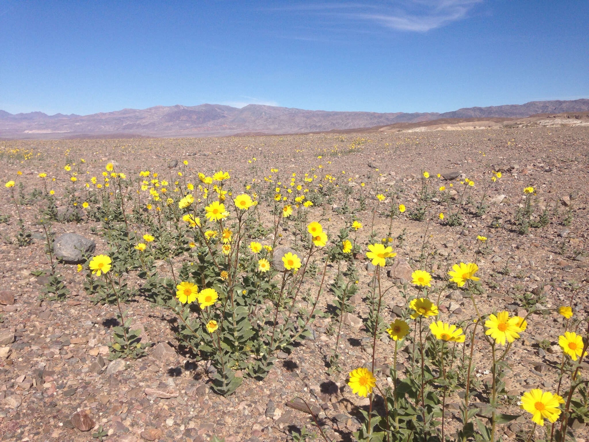 Image of hairy desertsunflower