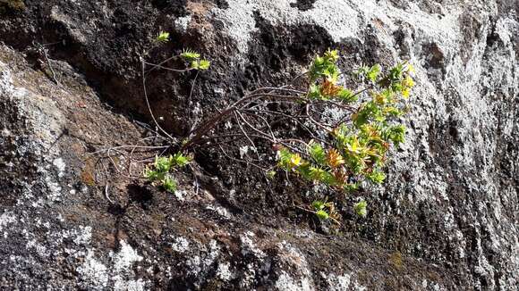 Image of Hypericum reflexum L. fil.