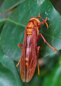 Image of Polistes carnifex boliviensis Bequard 1936