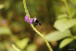 Image of Bombus pullatus Franklin 1913