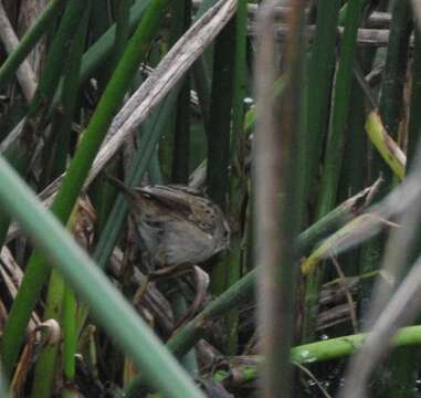 Image of Little Grassbird