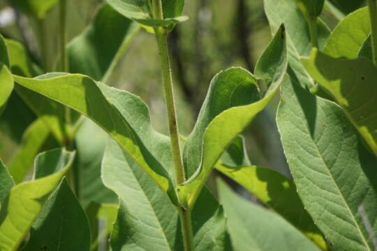 Image de Silphium glutinosum J. R. Allison