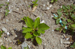 Imagem de Corchorus aestuans L.