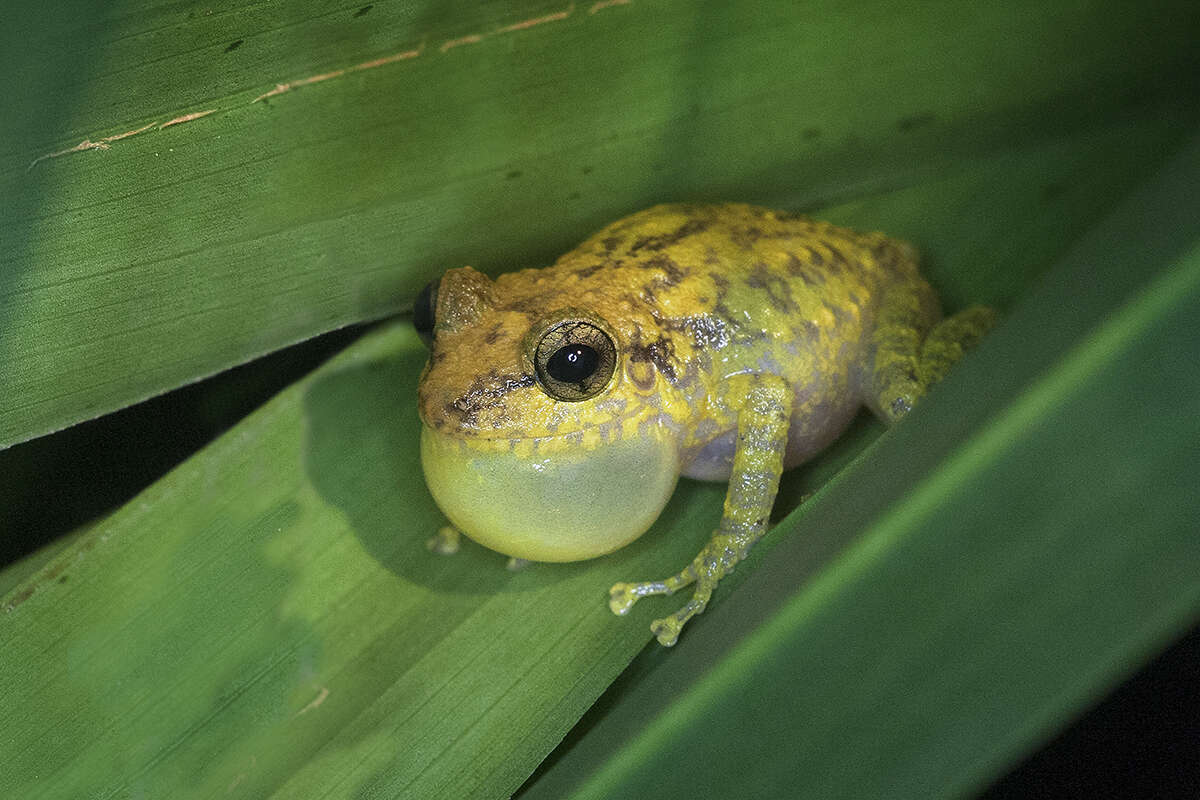 Imagem de Eleutherodactylus flavescens Noble 1923