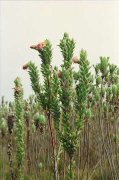 Image of Marsh Rose