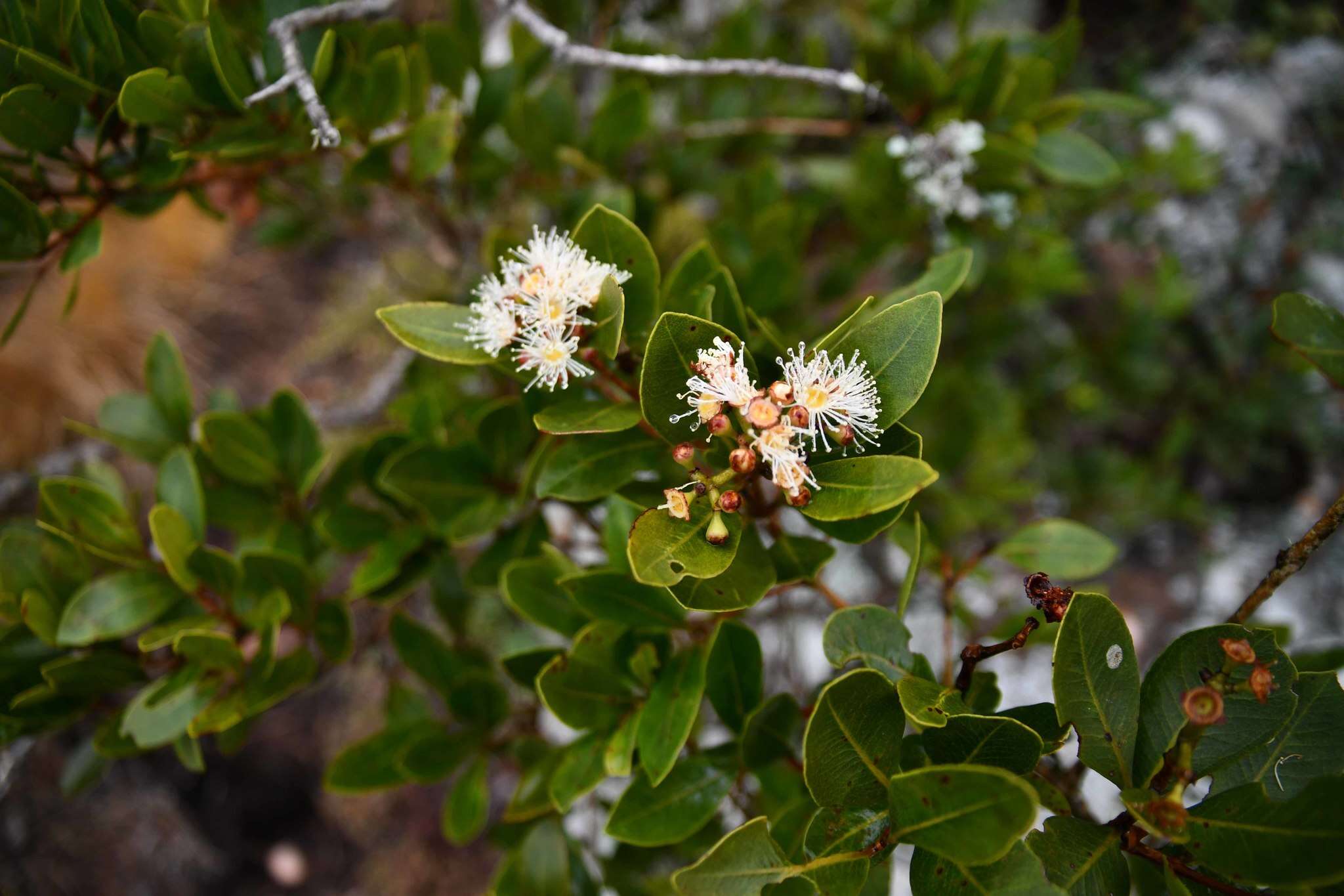 Image of Syzygium legatii Burtt Davy & Greenway