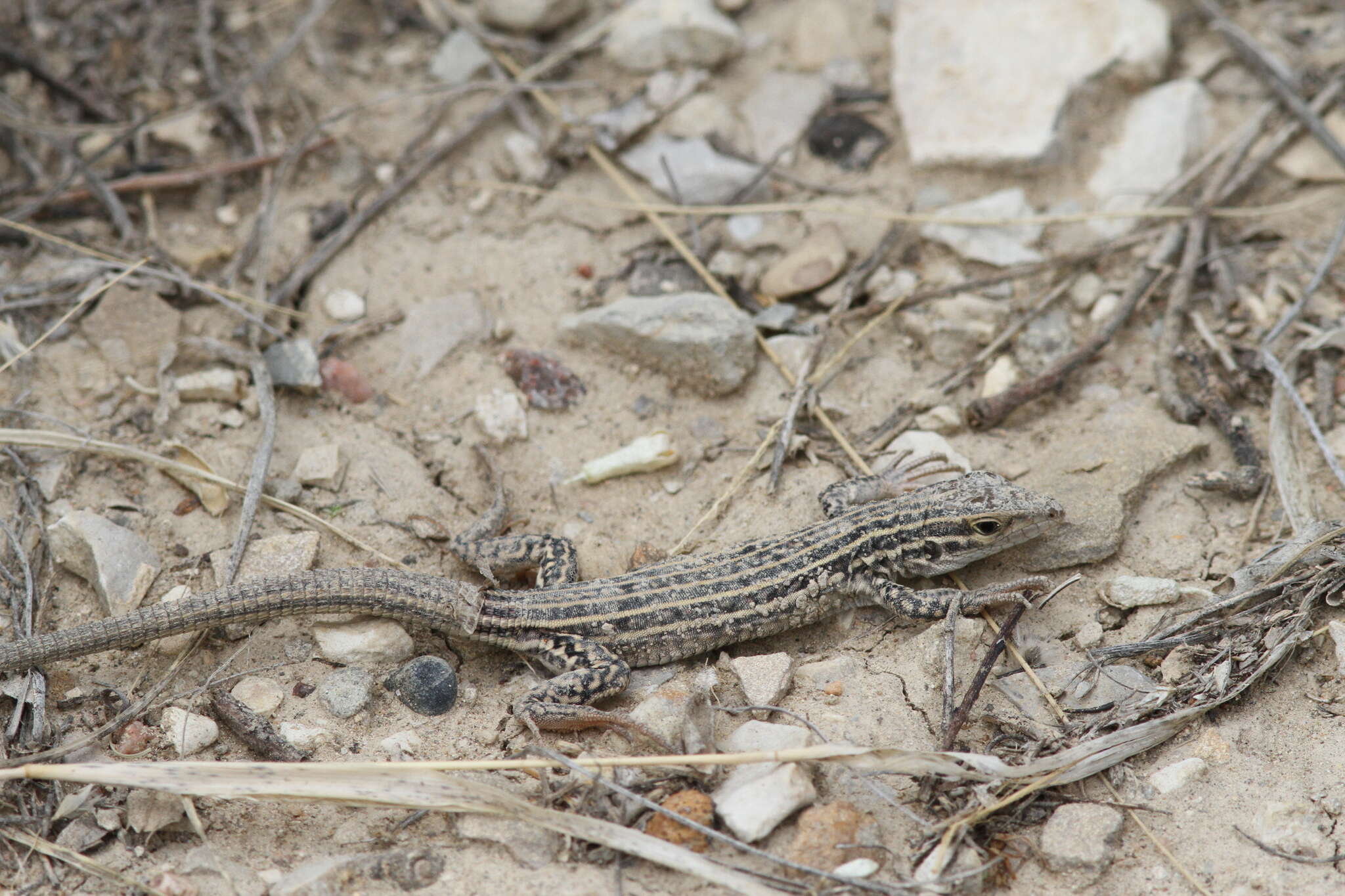 Image of Aspidoscelis neotesselatus (Walker, Cordes & Taylor 1997)