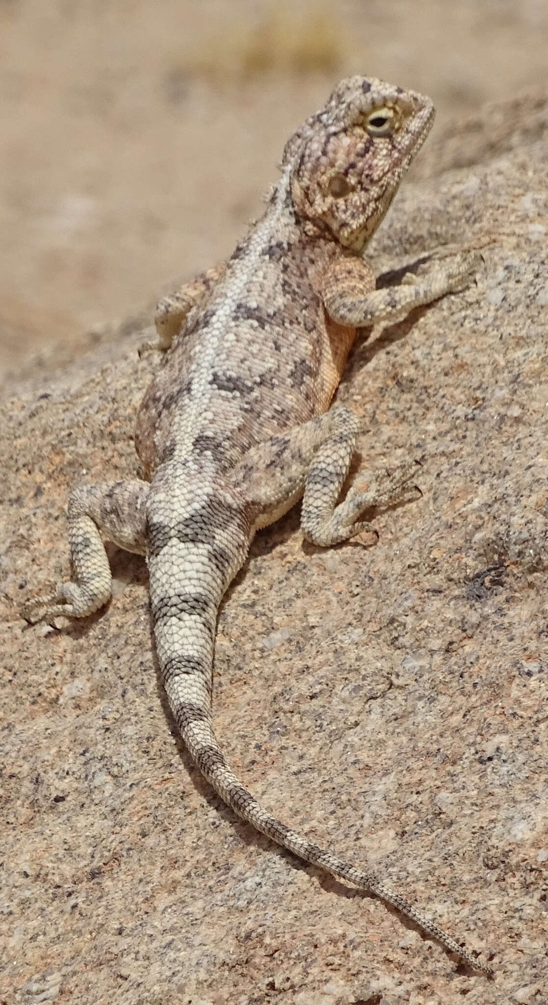 Image of Anchieta's Agama