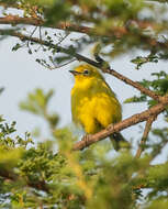 Image of Pale White-eye