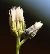 صورة Crepis jacquinii subsp. jacquinii