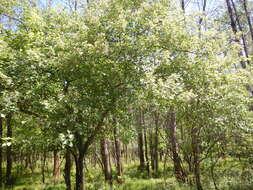 Crataegus submollis Sarg. resmi