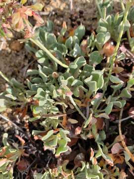 Image of sulphur-flower buckwheat