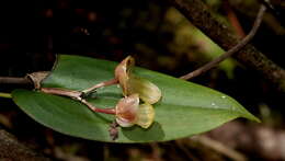 Image of Pleurothallis octavioi Luer & R. Escobar