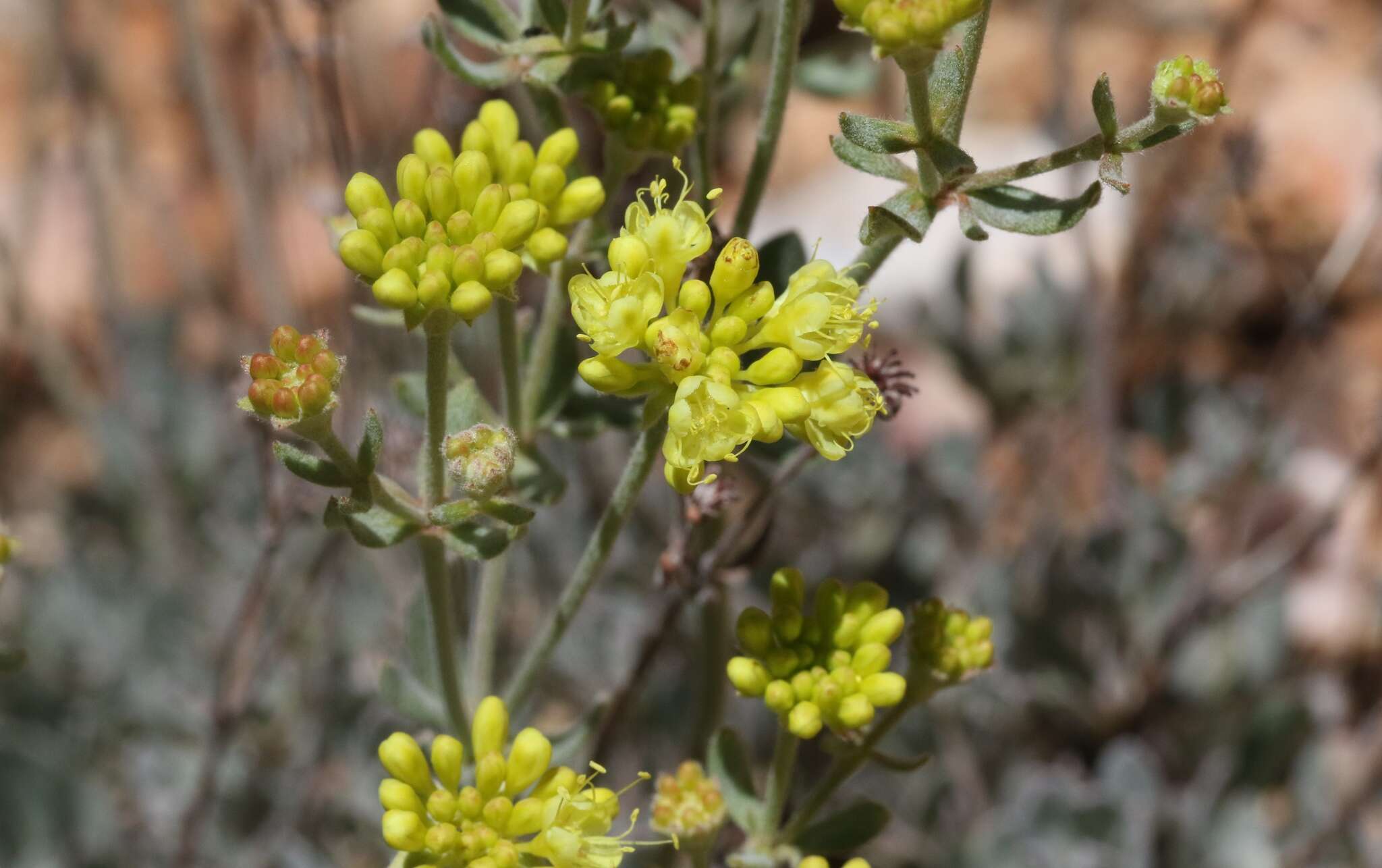 Image of Munz's buckwheat