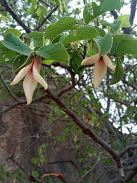 Image of wild cherimoya of Jalisco