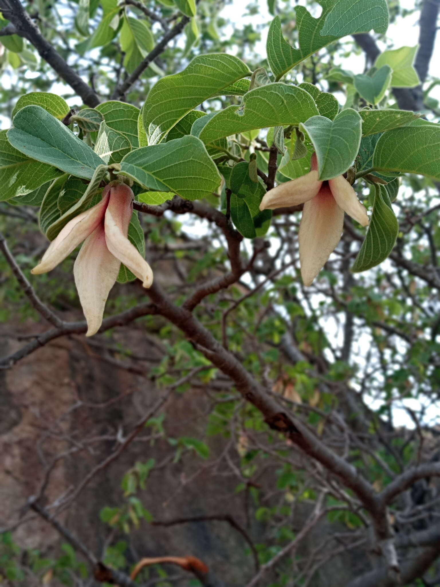 Annona longiflora S. Watson resmi