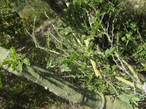 Image of Parkinsonia praecox (Ruiz & Pav.) Hawkins