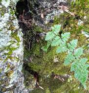 Myriopteris alabamensis (Buckley) Grusz & Windham resmi