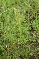 Image of Habenaria simplex Kraenzl.