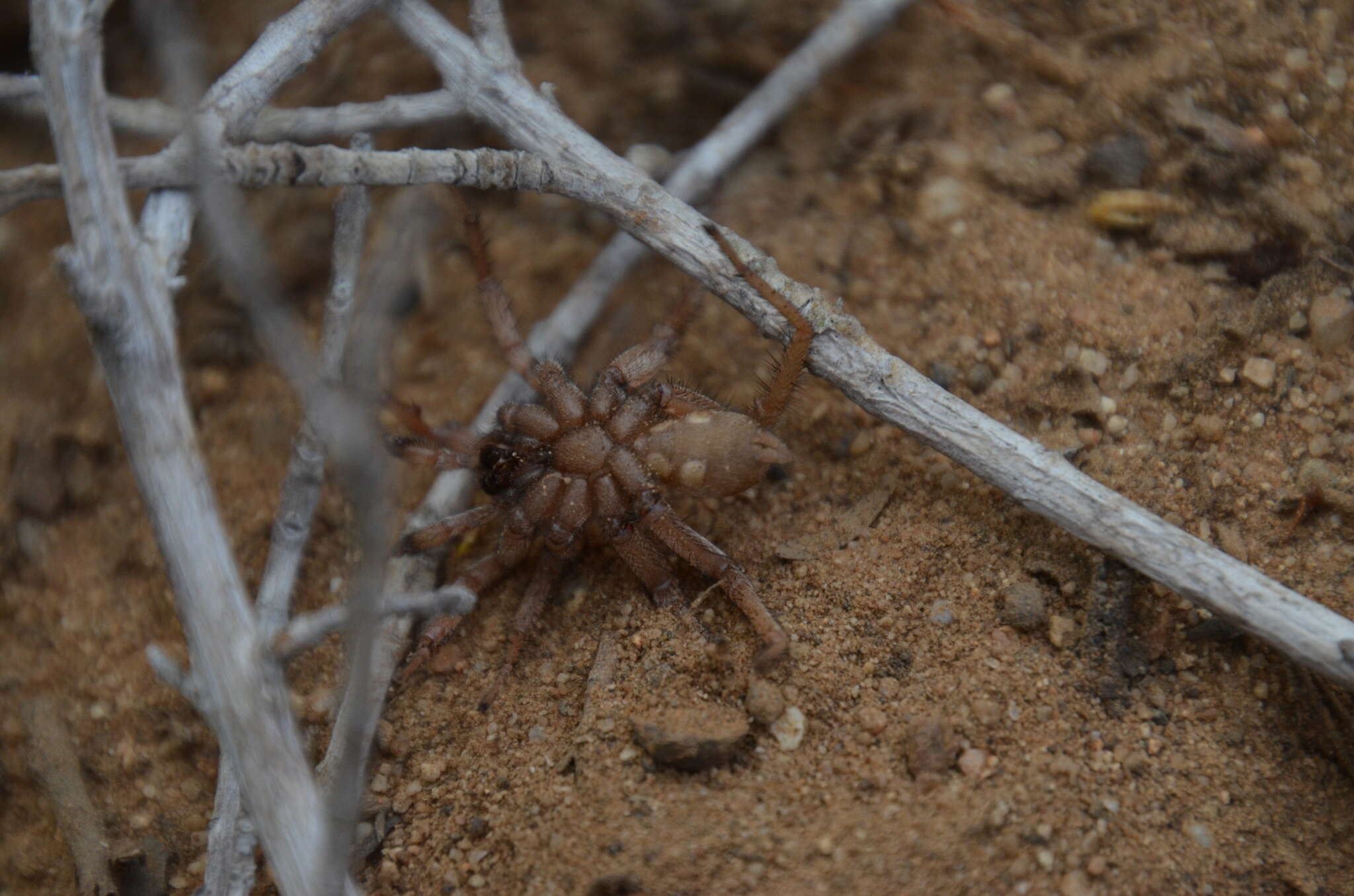 Image of Aptostichus cabrillo Bond 2012