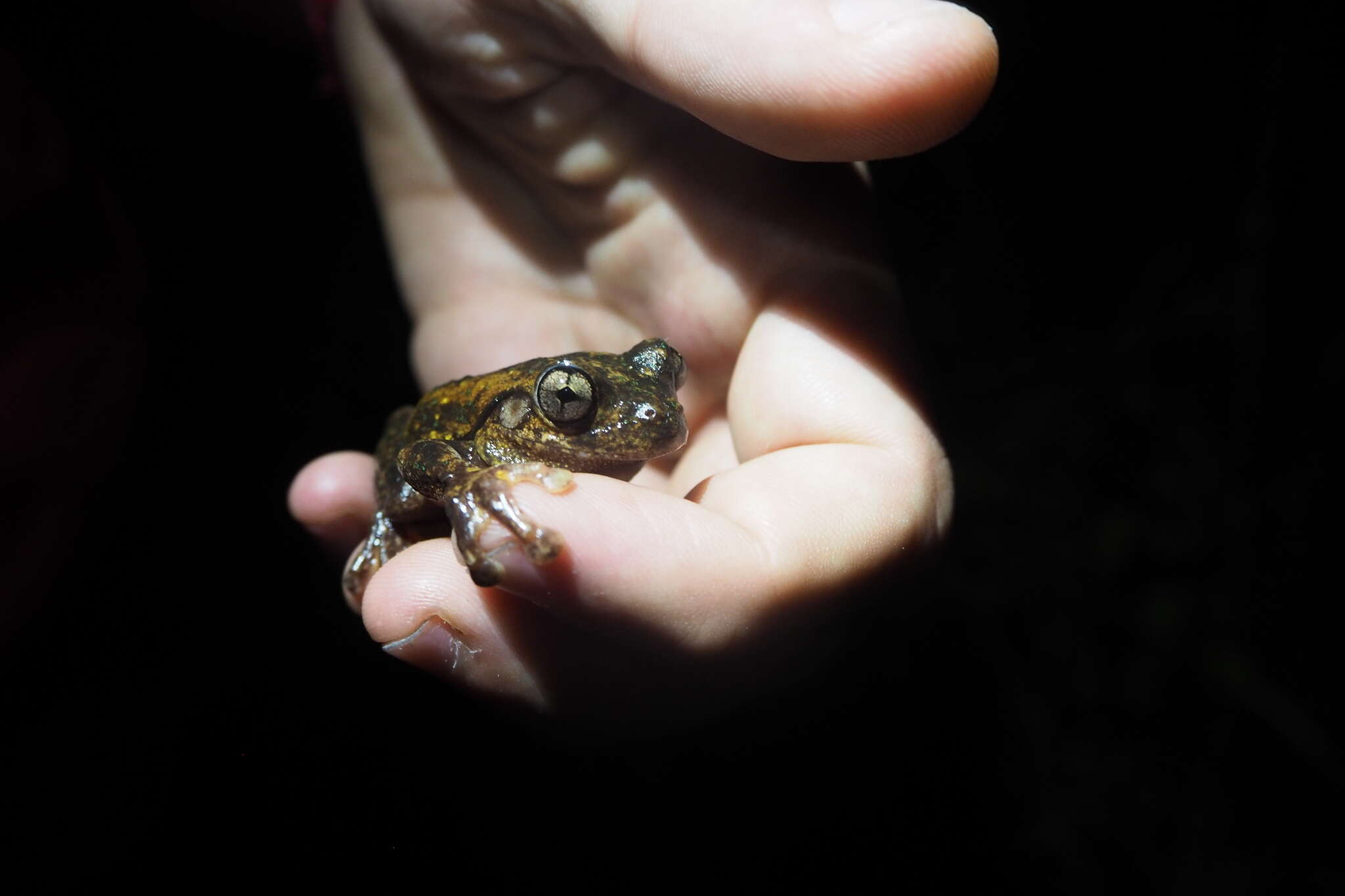 Litoria peronii (Tschudi 1838)的圖片