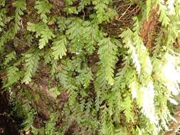 Image de Hymenophyllum dicranotrichum (Presl) Sadeb.