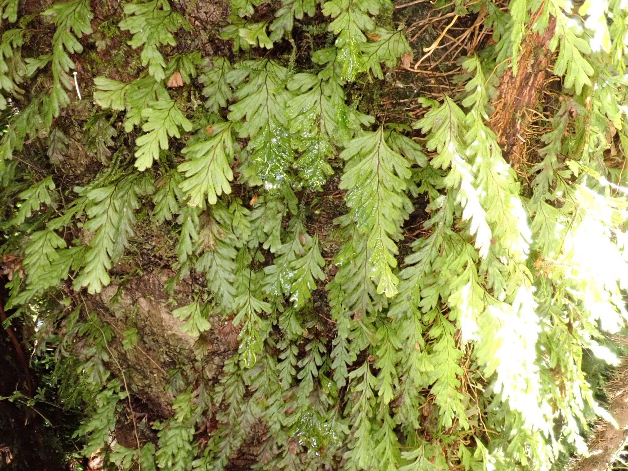 Imagem de Hymenophyllum dicranotrichum (Presl) Sadeb.