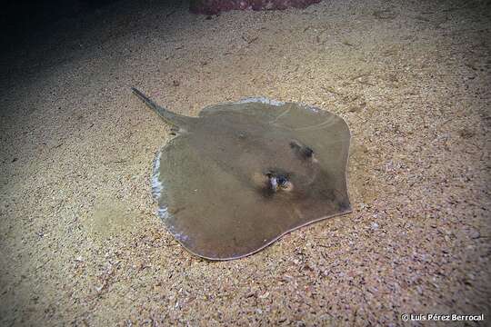 Image of Pearl stingray