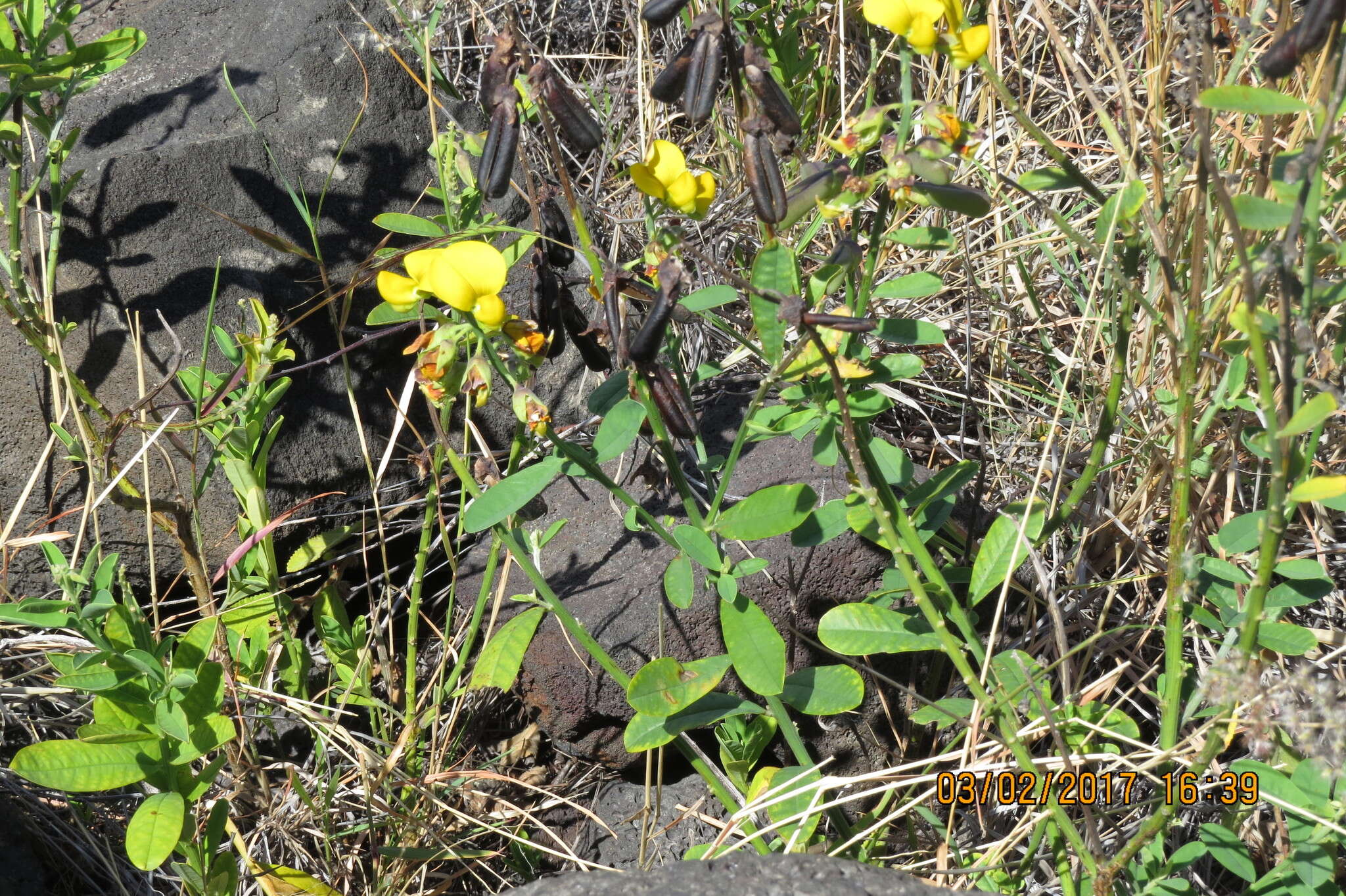 Image of showy crotalaria