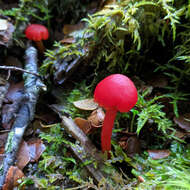 Image of Hygrocybe firma (Berk. & Broome) Singer 1958