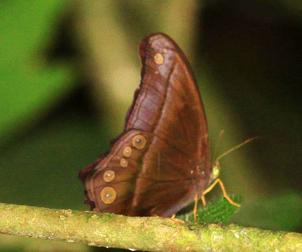 Image of Coelites epiminthia Westwood (1851)