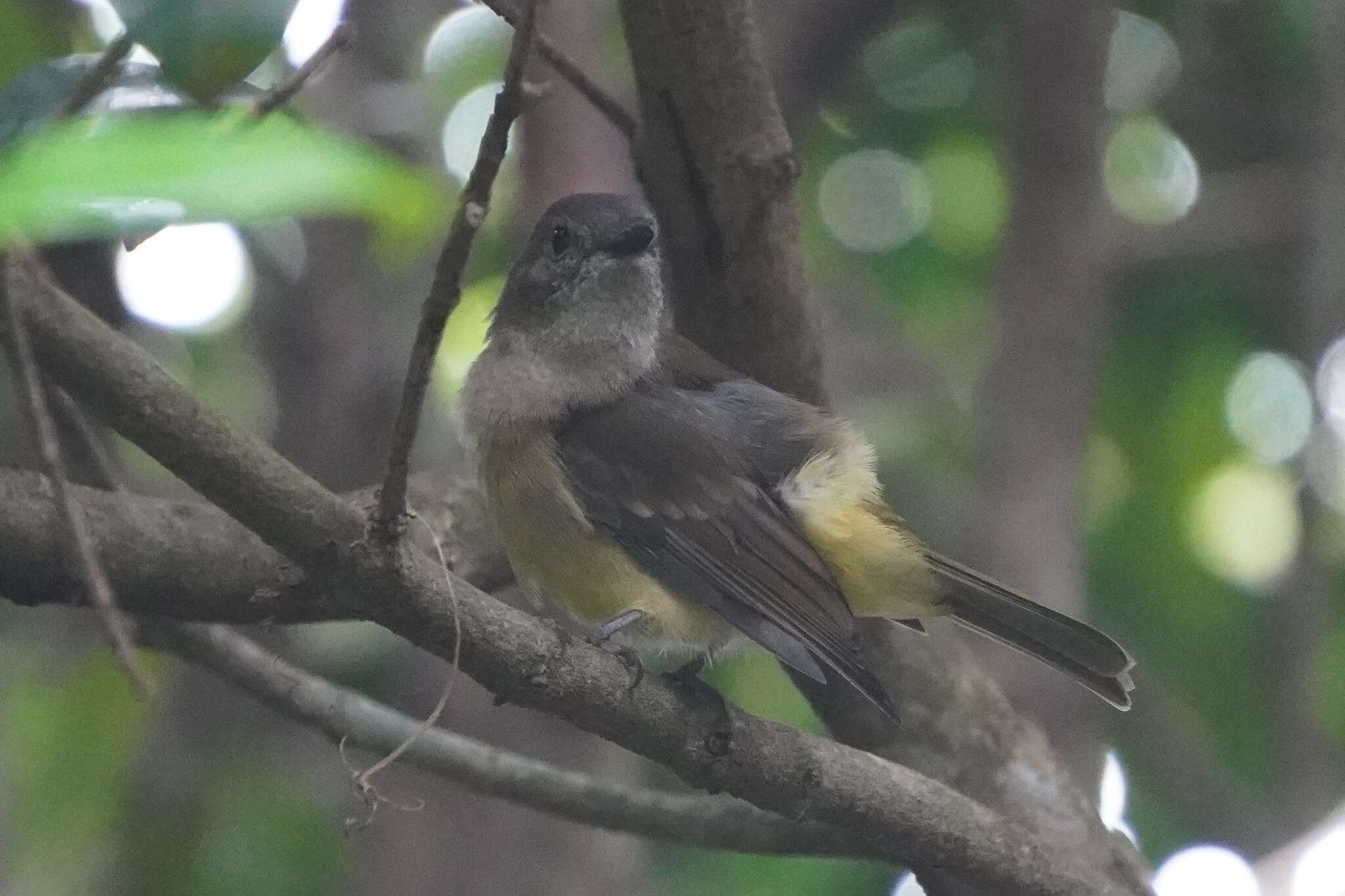 Imagem de Pachycephala pectoralis xanthoprocta Gould 1838