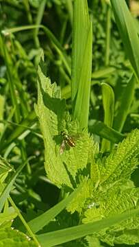 Image of Soldier fly