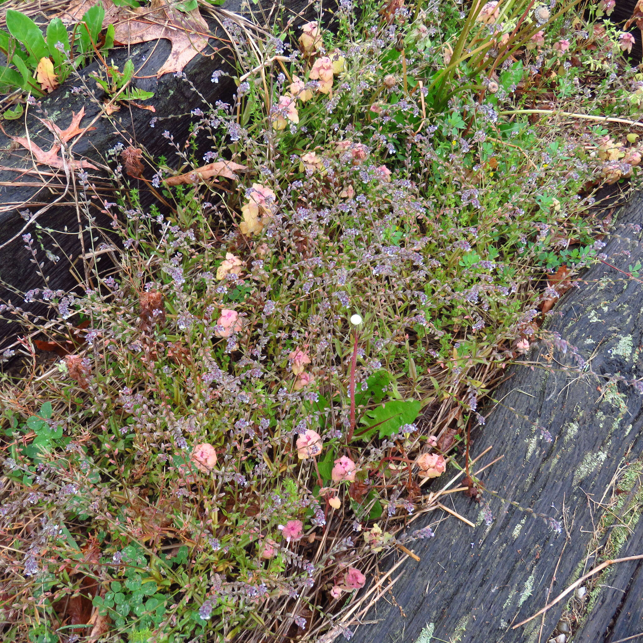 Image of strict forget-me-not