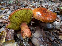 Image of Aureoboletus flaviporus (Earle) Klofac 2010