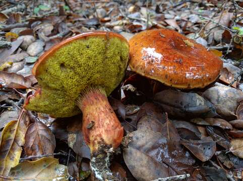 Image of Aureoboletus flaviporus (Earle) Klofac 2010