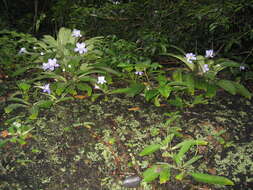 Streptocarpus formosus (Hilliard & B. L. Burtt) T. J. Edwards resmi